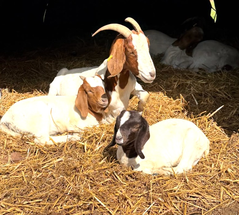 Boer goats and kids in straw bedding at Street Croft Farm