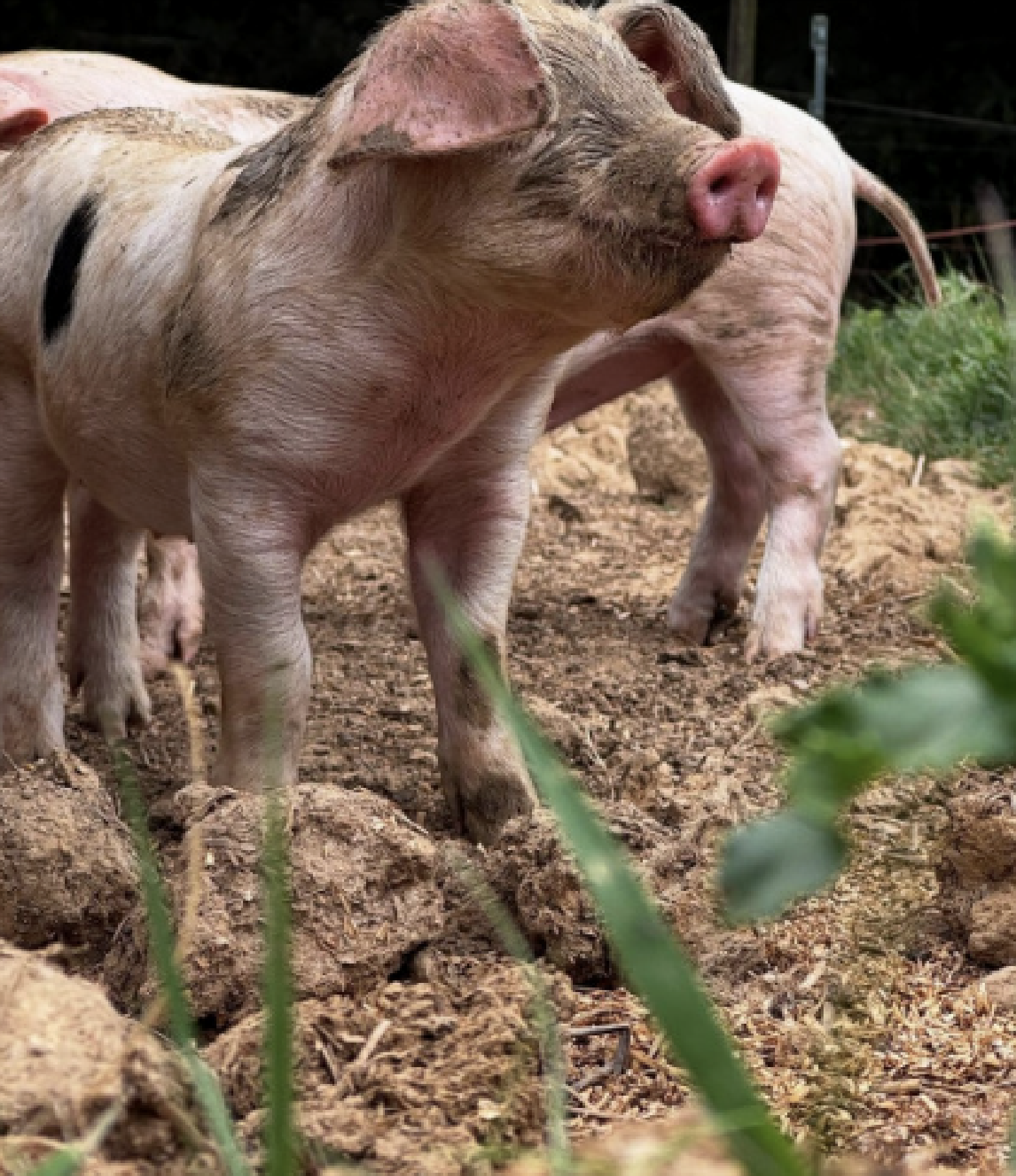 Free-range pigs at Street Croft Farm